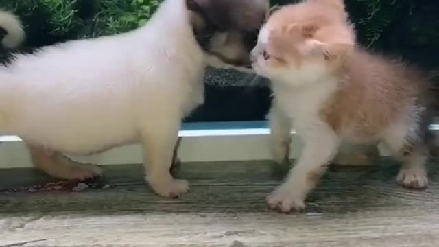 Cute dog and cat masti so all time happy animals