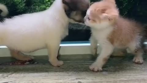 Cute dog and cat masti so all time happy animals