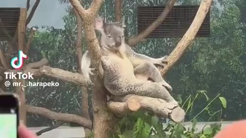 Sexy Koala