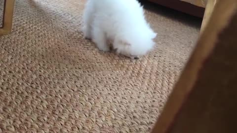 20170627文贵先生视频：应推友们的要求和狗狗snow的视频