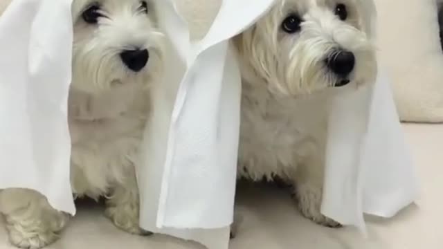 So cute little dog 🐕 Arabic dog 🤩🐕 #shorts #