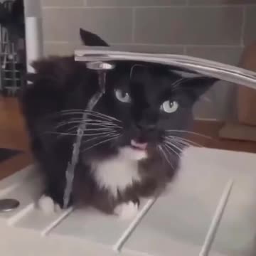 I think this cat is broken