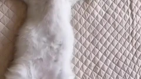 Omg look at this cat 🤣😂 | funny cat