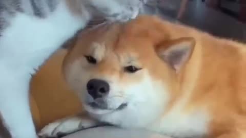 Unlikely Friendship: Astonishing Cat and Dog Duo!