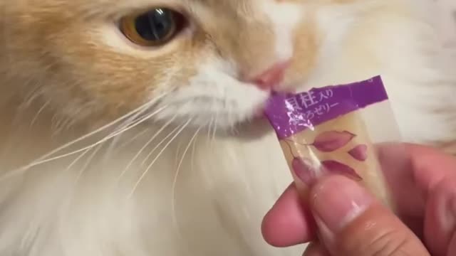 Cute cat eating yummmyyyyy 😻😻😻