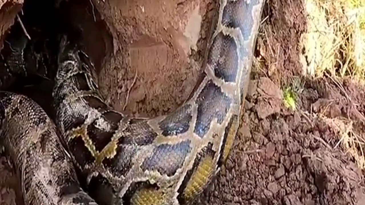 Python pulls a whole man to its den