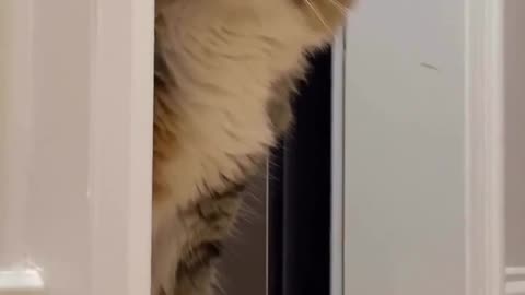 My cat thinks she is a spy