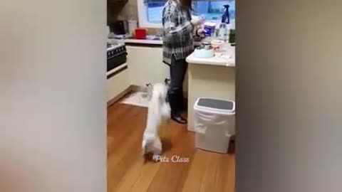 funniest animal video 2023