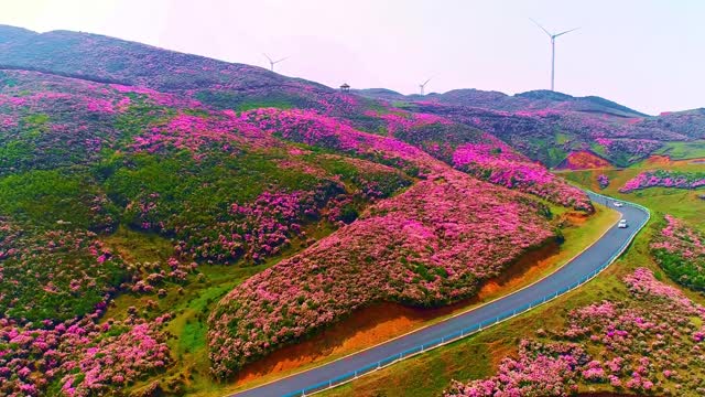 Beautiful and orderly flower sea