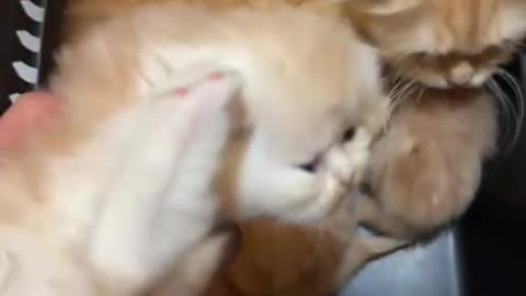 kitten.Cute Baby-Cat.Cute Cat Videos.Cat Sound meow | #shorts #cat #cats #catfunnyshorts #luca #cute