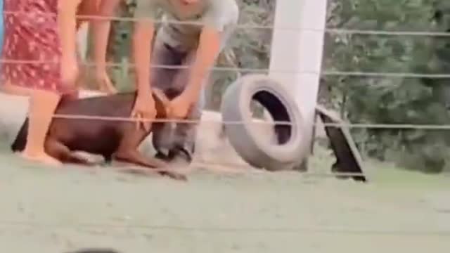 Dog receiving treatment it dangerous to test animals like dog