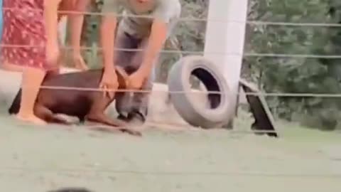 Dog receiving treatment it dangerous to test animals like dog