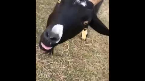 Funniest Animals Videos 2022 🐧 - Try Not To Laugh Dogs And Cats 😁