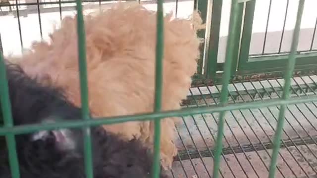 black poodle