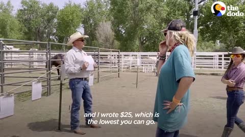 Woman Spends Over A Year Trying To Find Wild Horse And All Of His Mares And Babies | The Dodo