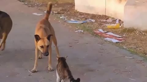 Cat vs dog fight