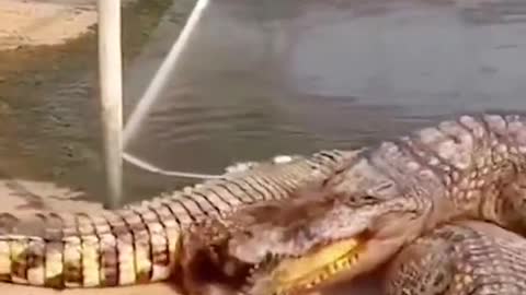 funnyvideo#animal#crocodile