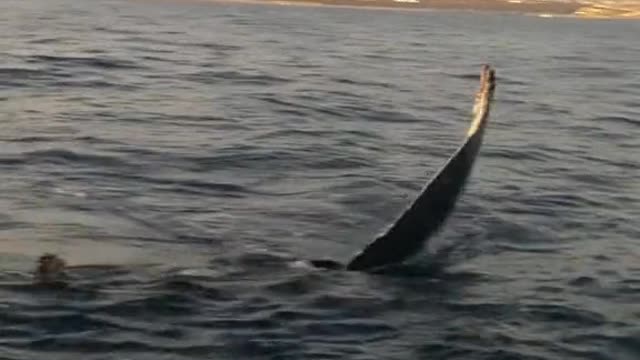 I would be so scared the boat would flip 😳