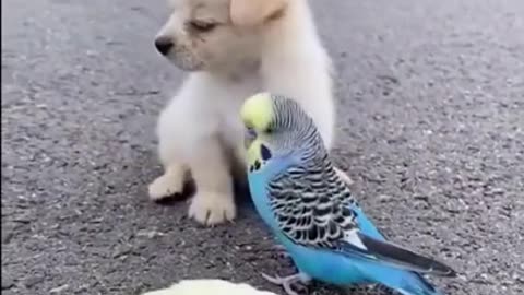 Melhores amigos, animais fofos