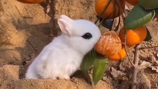 cute bunny enjoying orange juice