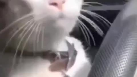 cat drive