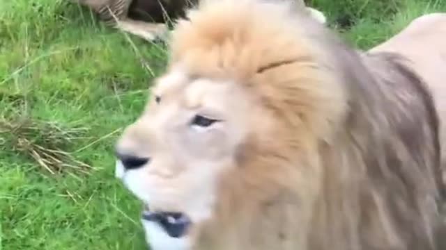 Animal Wild animal zero distance lion Male lion