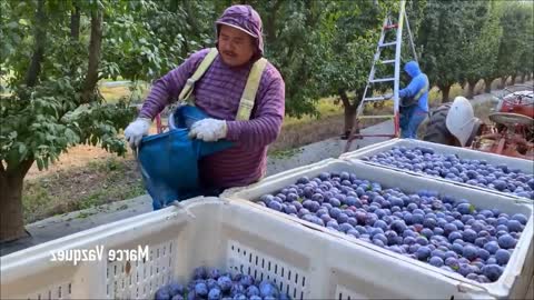 Picking Billions Of Plums In California