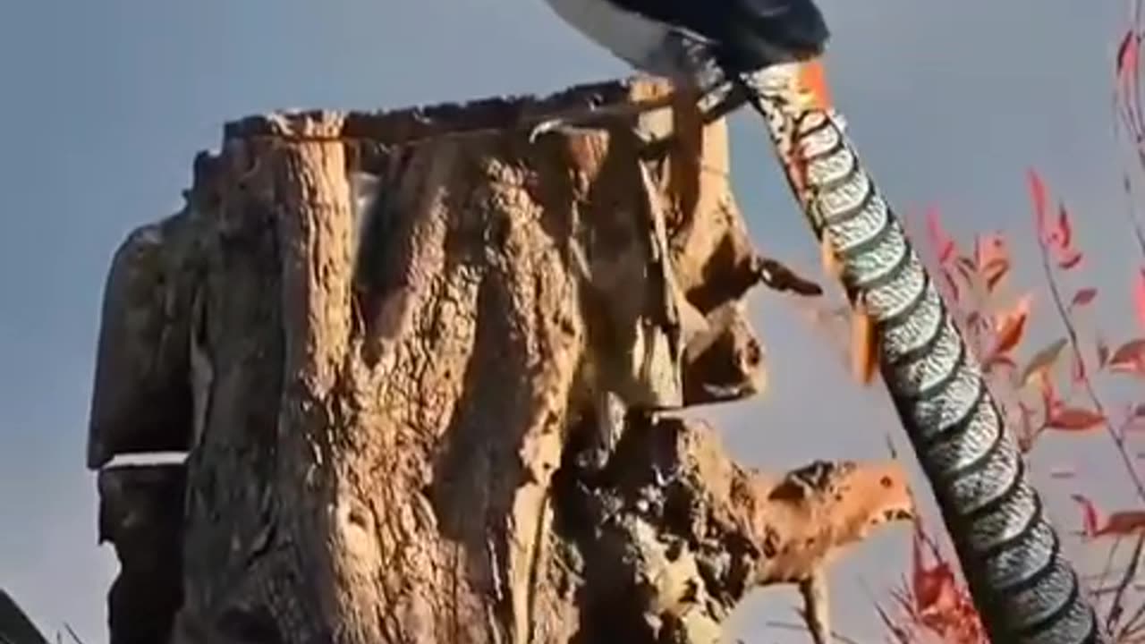 Beautiful birds