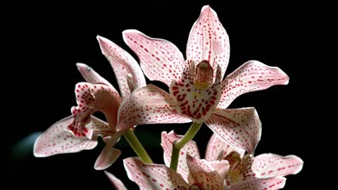4K Beautiful Orchid Flowers Art , Relaxing Instrumental Music, Calming, Zen, Stress Relief Music