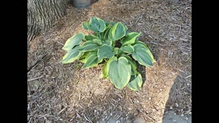 Patio….. Retaining Wall…. Garden – Part 2 The Flower Garden