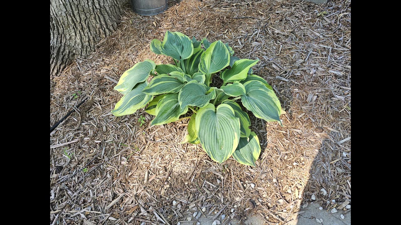 Patio….. Retaining Wall…. Garden – Part 2 The Flower Garden