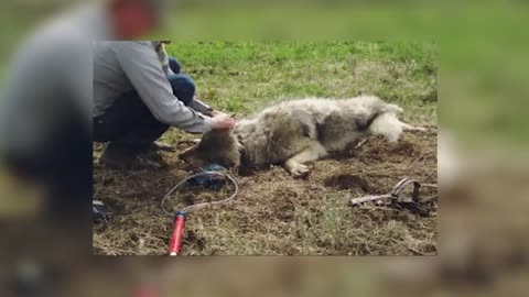 Man Saved this Wolf and her Cubs, but 4 Years later THIS happens...