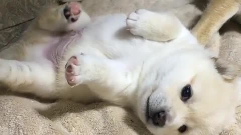 Funny animal videos|Cute animal videos |Funny dog&cat videos|Hilarious pet videos|Funny video
