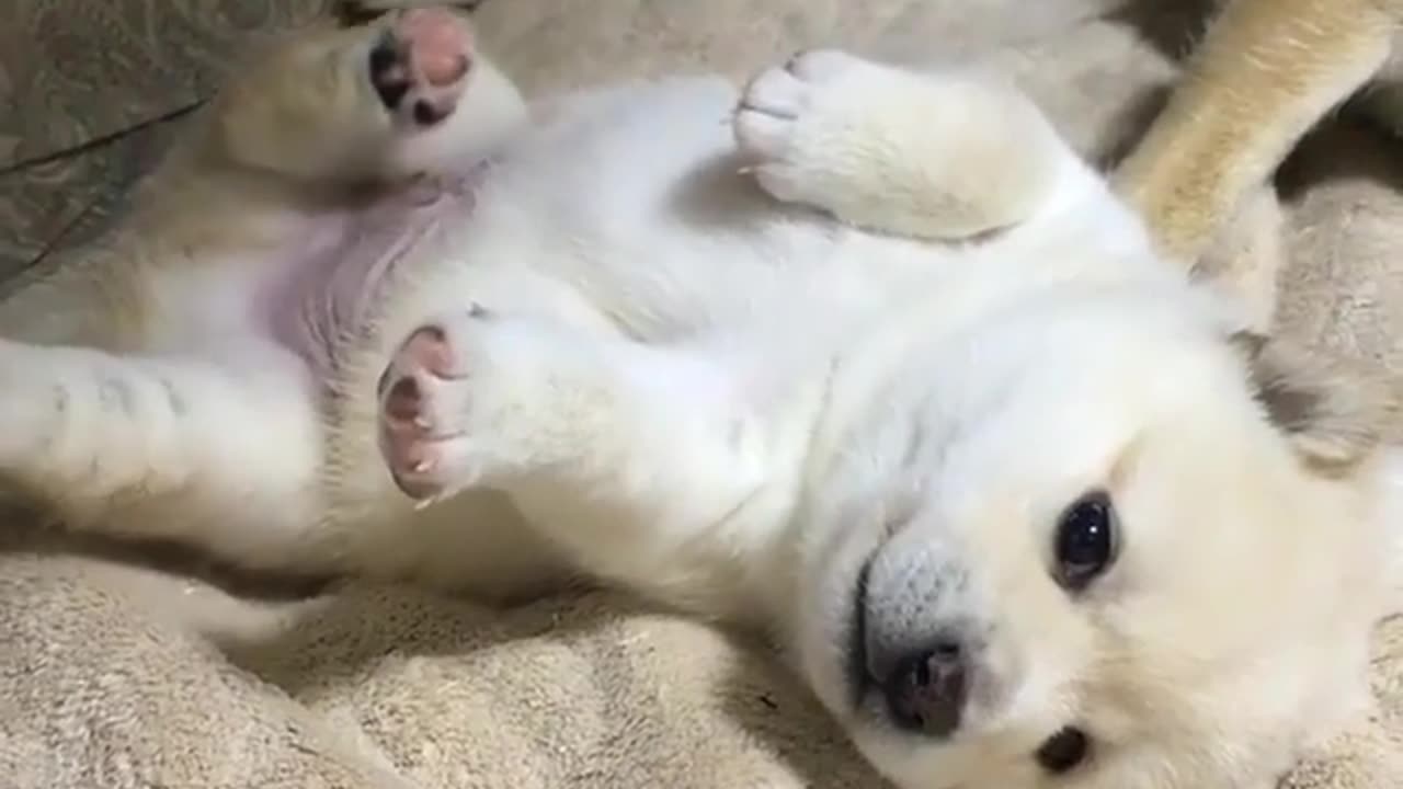 Funny animal videos|Cute animal videos |Funny dog&cat videos|Hilarious pet videos|Funny video