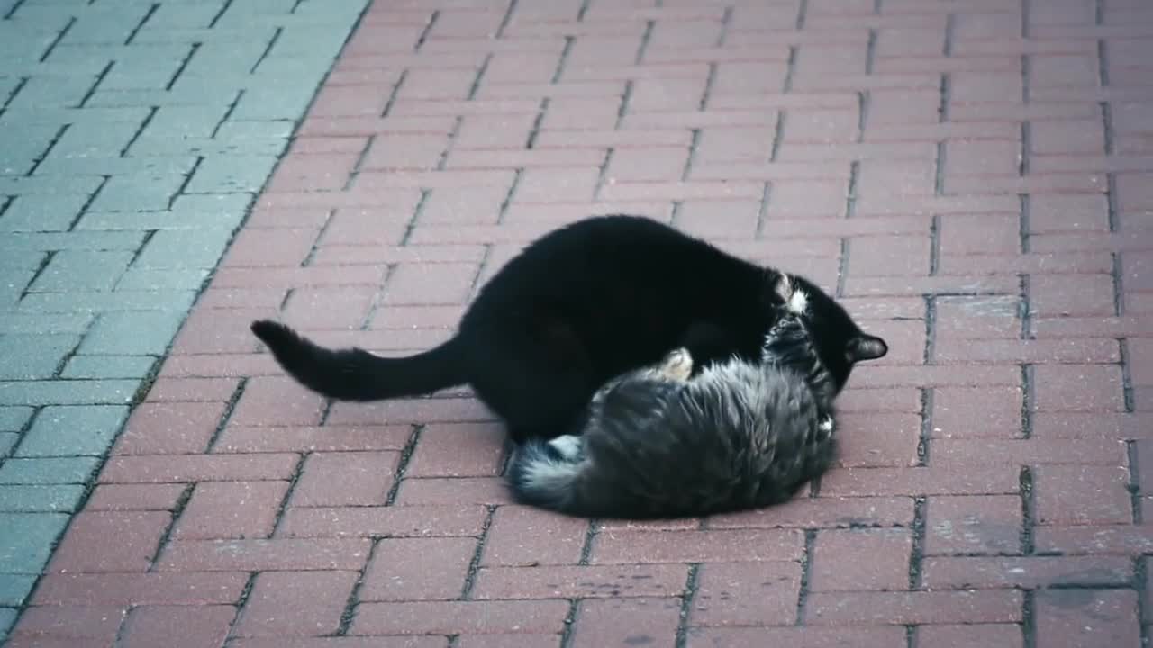 Playing Cats