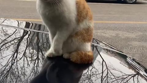Funny video enjoy here