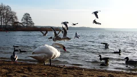 TheBeautiful birds