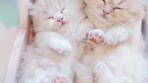 So cute 🥰