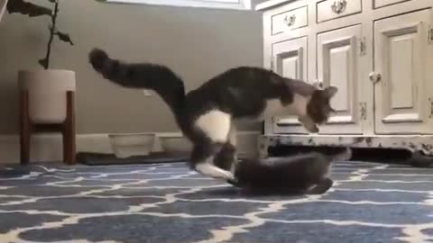 Crippled Cat Playing With Kitten