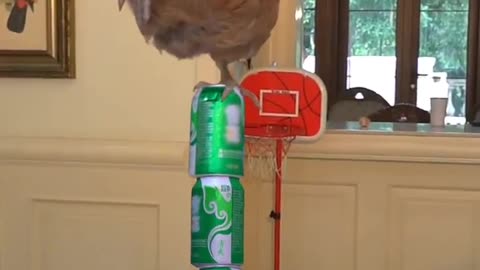 funny video part 1