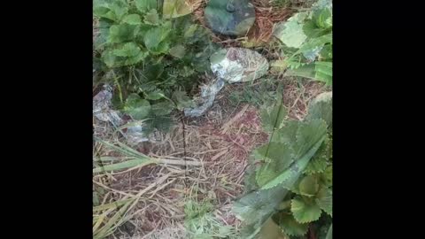Trapping Slugs, Snails, Millipedes and Earwigs
