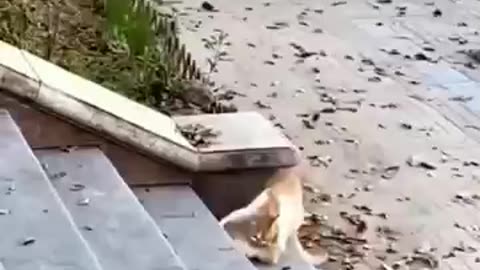 funny pet