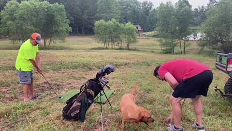 Tater Retrieving Golf Balls