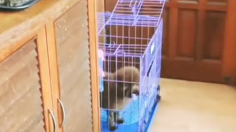 A cute dog funny moments