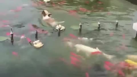 Animal.funn video🥵🥵🤓🤓🤓🤓🤓🤓🤒