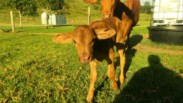 79- Short video new born calf, 12 hours old full video out soon 19 11 2022