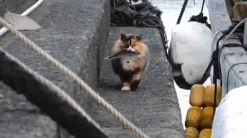 Catslovrs1st thank you fisherman🐟❤