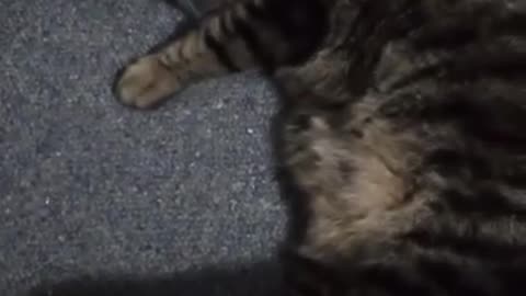 TESLA loves his Catnip 😻😻😻