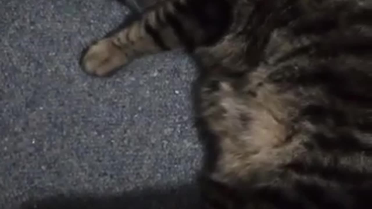 TESLA loves his Catnip 😻😻😻