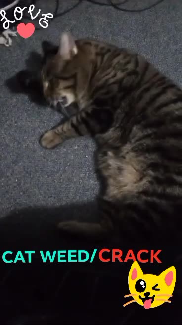 TESLA loves his Catnip 😻😻😻